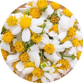 ビデンスピローサ